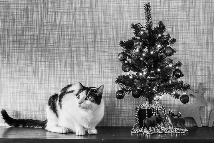 Kerstactie fotograaf Merchtem kerstboom kat